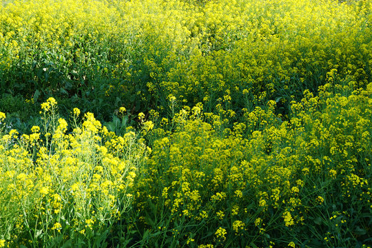 Wild Turnip Flowers Blooming In The Field