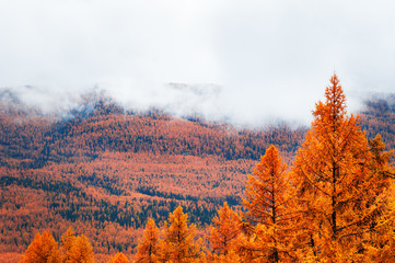 Yellow trees in the autumn mountains at foggy day. Altai, Siberia, Russia
