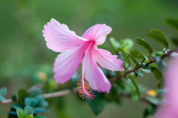 Pink and white hibiscus flowers