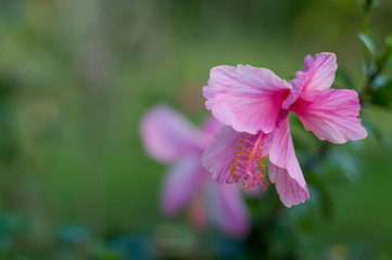 Pink and white hibiscus flowers