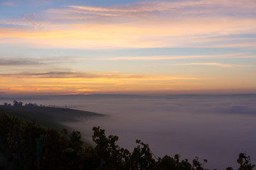 Sonnenaufgang in den Weinbergen über dem herbstlichen Main im Nebel