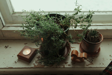  Room, window. On the windowsill are potted plants, a burning candle and a wooden toy horse.
