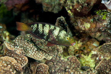 The surprising underwater world of the Indian and Pacifical Oceans