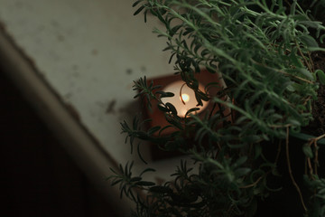  Room, window. On a white windowsill are potted green plants (lavender). Burning candle on a wooden candlestick
