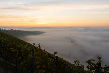 Sonnenaufgang in den Weinbergen über dem herbstlichen Main im Nebel