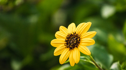 Yellow flower in the garden with green background