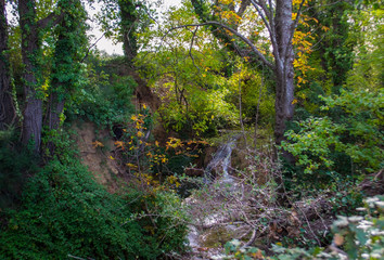 stream in the forest