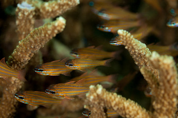 The surprising underwater world of the Indian and Pacifical Oceans