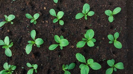 Sapling of vegetables on the soil plot