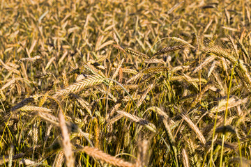 yellowing wheat in summer