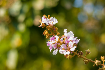 Inthanin flowers in the park,lens blur picture