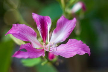 Bauhinia purpurea L, Chongkho flowers in the park.