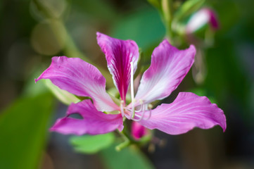 Bauhinia purpurea L, Chongkho flowers in the park.