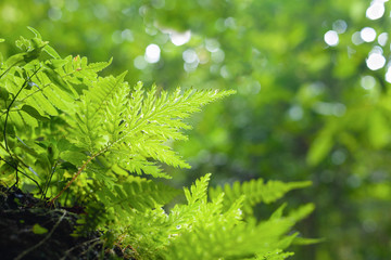 leaves Fern  Green in the forest with bokeh background - 304370006