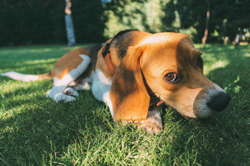 Beagle breed dog resting quietly on the grass of a garden at sunset
