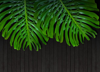 Feuilles vertes géantes de philodendron sur fond bois  © Unclesam
