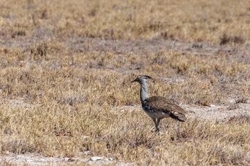 The Kori Bustard -Ardeotis kori- is considered to be the largest flying bird of Africa. Here it is seen walking on the plains of Etosha National Park, Namibia.