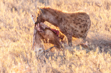 Close-up of a spotted Hyena - Crocuta crocuta- with a prey, seen during the golden hour of sunset...