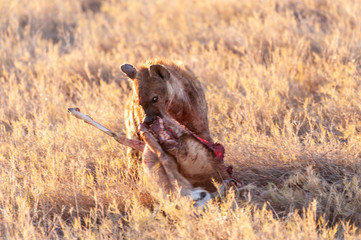 Close-up of a spotted Hyena - Crocuta crocuta- with a prey, seen during the golden hour of sunset...