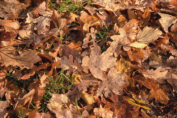 Autumn oak leaves background surface laying under feet
