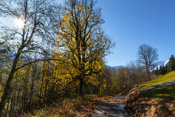 Ahornbaum im Spätherbst im Gebirge von hinten von der Sonne durchleuchtet
