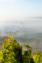 Blick von den Weinbergen auf Escherndorf und seine Kirche im Nebel