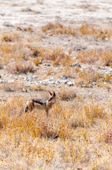 A side-striped Jackal -Canis Adustus- hunting for prey in Etosha National Park, Namibia.
