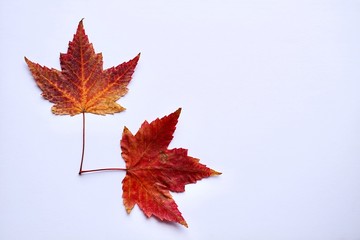 red maple leaf with autumn colors on the white background, autumn colors