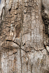 old and dry tree