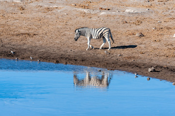 Fototapeta na wymiar A Burchell's Plains zebra -Equus quagga burchelli- drinking from a waterhole in Etosha National Park, Namibia.
