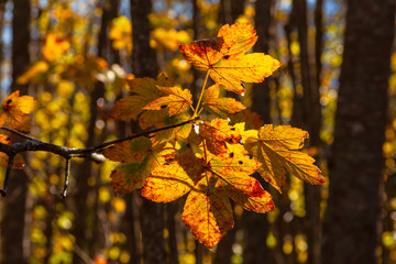 Von der Sonne durchleuchtete verfärbte Ahornblätter an einem Herbsttag