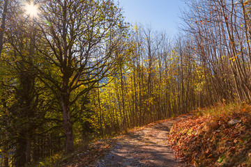 Bergwald in bunten Farben im Spätherbst von der Morgensonne durchleuchtet