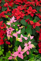 Poinsettia, plants with red and pink light leaves in a flower shop.
