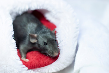 cute black rat sits in a Christmas hat. Decorative rat or mouse. Chinese symbol of new year 2020 and Christmas. The concept of holiday, fun. Charming pet.