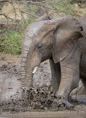 Portrait of elephant splashing in mud