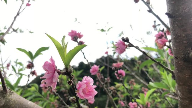 Flower blossom with sky and mountain background. pink peach flower blossoms on a tree branch blowing in the spring breeze in Thailand 