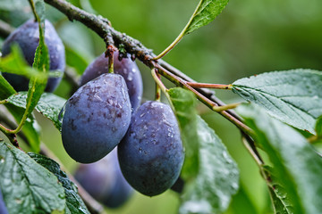 plum fruit on tree branches