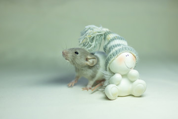 Cute pet rat sitting next to snowman. Decorative rat or mouse. Chinese symbol of new year 2020 and Christmas. The concept of holiday, fun. Charming pet.