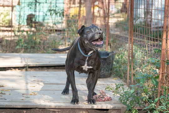 Dogs from city pound in  their locked boxes behind iron fence