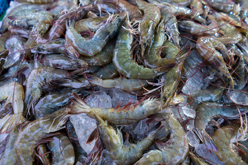 Fresh shrimp in the seafood market