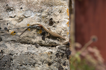Common Wall lizard on a wall in the Cher Region in France