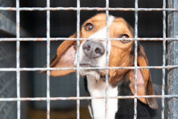 Dogs from city pound in  their locked boxes behind iron fence