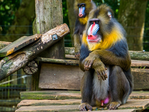 mandrill in closeup with its face and genitals, Vulnerable primate specie from Africa