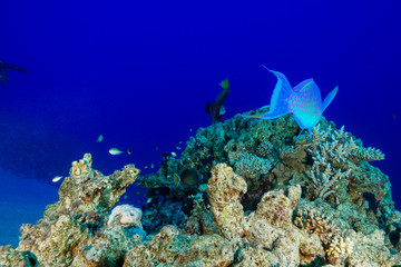 Coral Reef at the Red Sea, Egypt