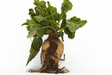Zuckerrübe Beta vulgaris freigestellt auf weißem Hintergrund