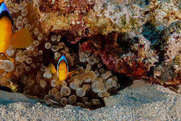 Plakat Anemone fish and coral at the Red Sea, Egypt