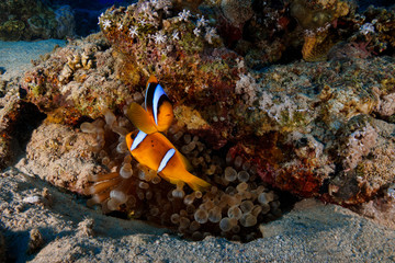 Fototapeta na wymiar Anemone fish and coral at the Red Sea, Egypt