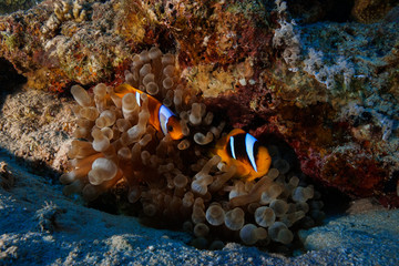 Naklejka na ściany i meble Anemone fish and coral at the Red Sea, Egypt