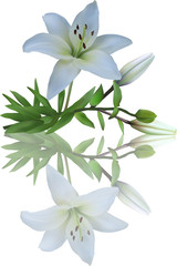 isolated light lily bunch with reflection