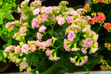Kalanchoe Blossfeld, a flowering Kalanchoe plant with numerous pink flowers on a background of...